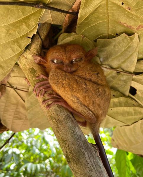 ĐẢO BOHOL PHILIPPINES 3N2D