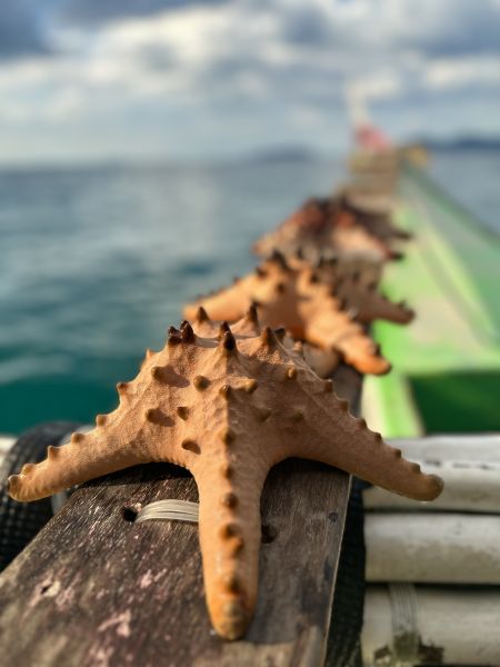 TOUR ĐẢO ĐU ĐỦ PAPAYA ISLAND